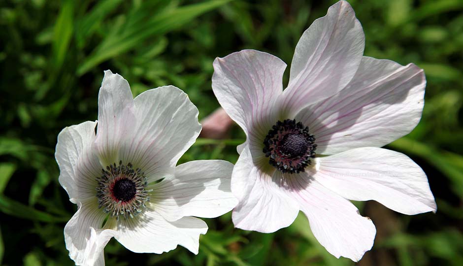 Flowers in Israel